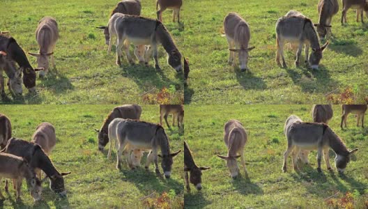 草地上的一群驴高清在线视频素材下载