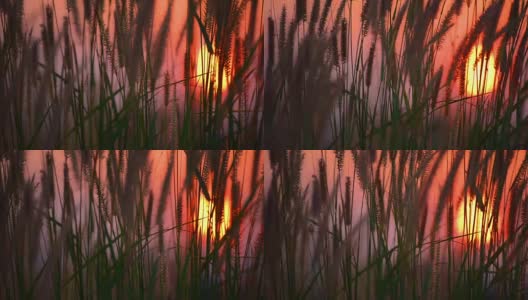 夏天摇曳的草与日落的景象高清在线视频素材下载