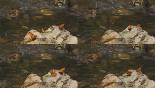 许多种类的蝴蝶在湿地上吃盐，泰国keng kachan国家公园:自然视频高清放松高清在线视频素材下载