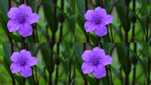 泰国雨季4K牵牛花花高清在线视频素材下载