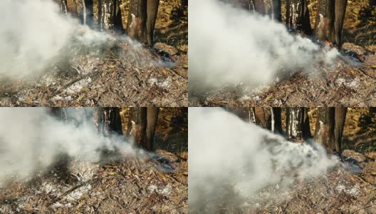HD -森林中的火高清在线视频素材下载