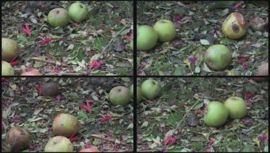 腐烂的秋天的苹果高清在线视频素材下载