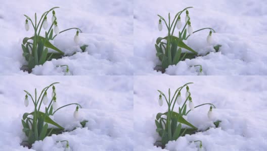 风中的雪花高清在线视频素材下载