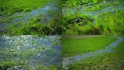 水里的草高清在线视频素材下载