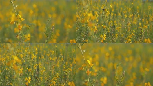 黄花绿草，自然素材背景高清在线视频素材下载