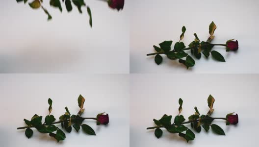 慢镜头红玫瑰高清在线视频素材下载