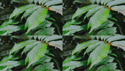 树叶和雨滴用特写镜头高清在线视频素材下载