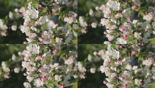 苹果树上开着白色和粉红色的花。高清在线视频素材下载
