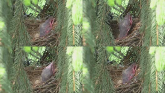 成年乌鸦在树上喂幼乌鸦，画面为4k慢镜头，每秒60帧高清在线视频素材下载
