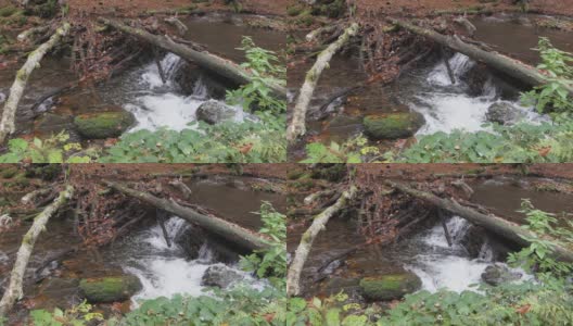 山河带着秋叶高清在线视频素材下载