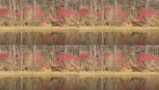 湖边美丽的秋天公园。在阳光明媚的日子里，令人惊叹的秋季景观。岸边的红漆树。高清在线视频素材下载