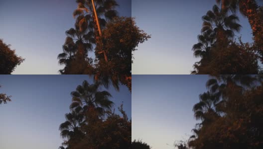 在日落时分驾车穿过棕榈树。棕榈树在夏日的黄昏。黄昏时驾车穿过棕榈树下的小巷高清在线视频素材下载