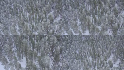 从无人机鸟瞰积雪覆盖的冬季松树林。松树的树枝上结满了霜高清在线视频素材下载