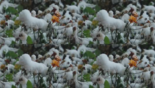 万寿菊上覆盖着第一场落雪高清在线视频素材下载