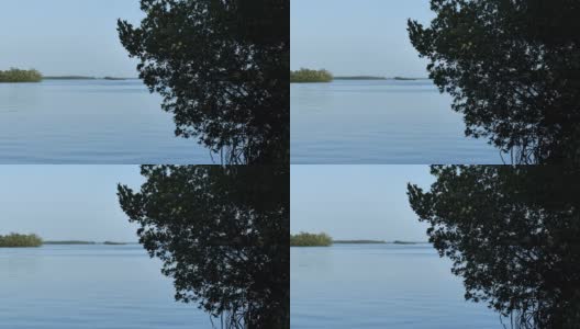 佛罗里达红树林生境:大沼泽地国家公园:佛罗里达高清在线视频素材下载