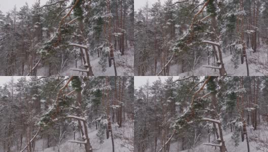 在小雪期间，前景上有松枝的冬季森林高清在线视频素材下载