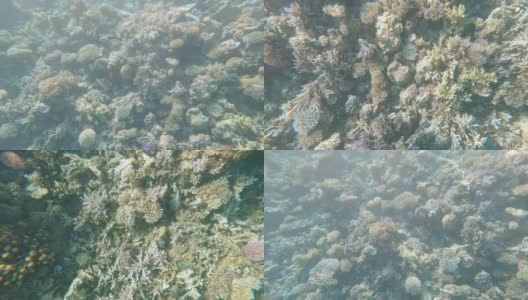 红海礁石上的蝴蝶鱼高清在线视频素材下载