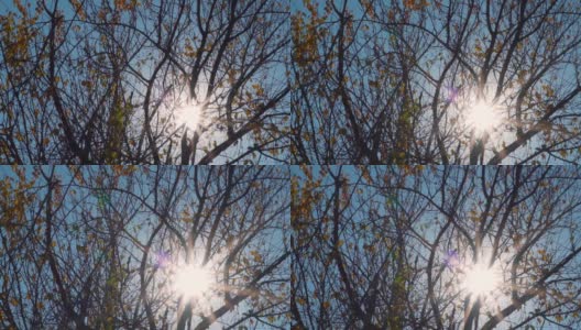 秋天的下午，树叶变黄的树的特写镜头。太阳透过树投射出透镜的光斑。自然背景。背景树与太阳铸造镜头耀斑高清在线视频素材下载