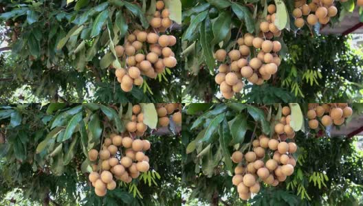 4K泰国龙眼水果季高清在线视频素材下载