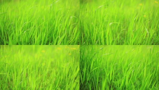 春天的绿草，从左到右平移，高清视频高清在线视频素材下载