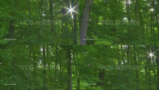 POV森林在阳光跟踪拍摄高清在线视频素材下载
