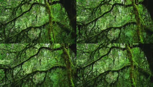 高清:热带雨林。(平移拍摄)高清在线视频素材下载