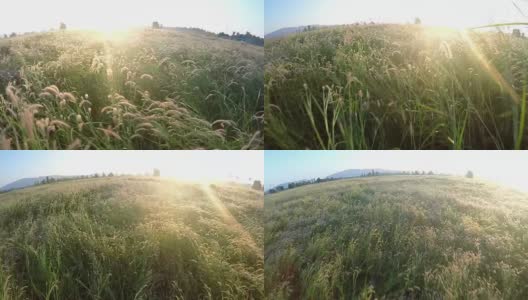 草地上金色的花朵伴着阳光高清在线视频素材下载