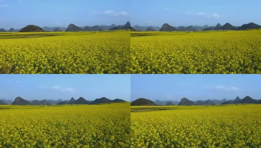 中国罗平的黄色油菜花田高清在线视频素材下载