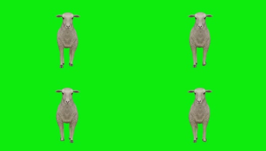 羊走绿屏(可循环)高清在线视频素材下载