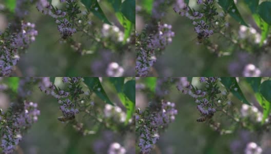 蜜蜂在田野里收集有香味的薰衣草花高清在线视频素材下载