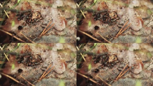 一棵倒下的老树干上的红森林蚂蚁。蚂蚁在蚁丘里移动高清在线视频素材下载