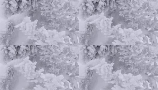 冻僵的冷杉树枝在大风中摇动。云杉完全被冰雪覆盖。针像天鹅绒，形成白色的冬季图案。骤降寒流，暴风雪即将来临高清在线视频素材下载