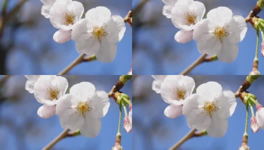 日本樱花的特写。一段粉色花朵在春天迎风摇曳的视频。高清在线视频素材下载