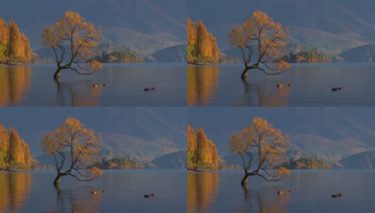 湖中的瓦纳卡树。新西兰南岛。高清在线视频素材下载