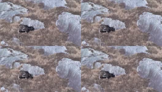偏远地区的一只成年野生加洛威山羊高清在线视频素材下载