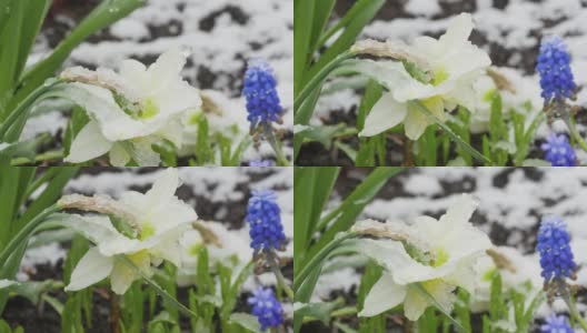 春天花儿上的雪高清在线视频素材下载