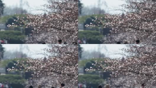 人们在樱花下散步盛开的樱花高清在线视频素材下载