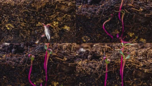一颗甜菜种子从土壤中生长的宏时镜头高清在线视频素材下载