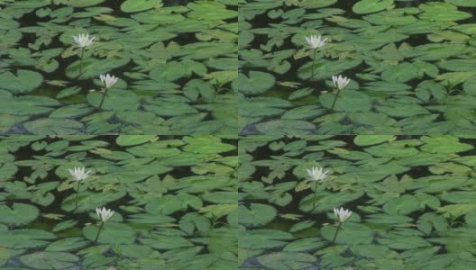 池塘中盛开的睡莲(睡莲科、睡莲、百合)。在雨季，河流和池塘里到处都是白色的睡莲。孟加拉国的国花。高清在线视频素材下载