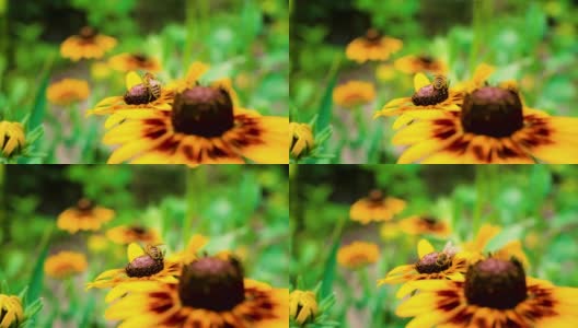 在夏日阳光明媚的花园里，辛勤劳作的小蜜蜂从黄色的红蕊花上采集花粉。高清在线视频素材下载