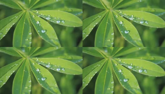 羽扇豆绿叶合上一滴雨露，雨后落在太阳上。夏天自然背景高清在线视频素材下载