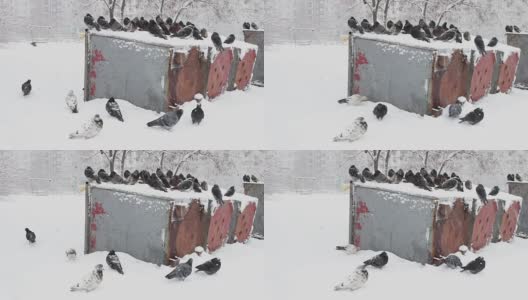 一堆冻鸽子坐在一个被雪覆盖的垃圾箱上高清在线视频素材下载