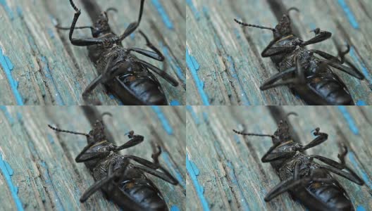 甲虫试图在木头表面上翻身高清在线视频素材下载