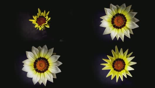 黄色的花在黑色的背景下开放高清在线视频素材下载