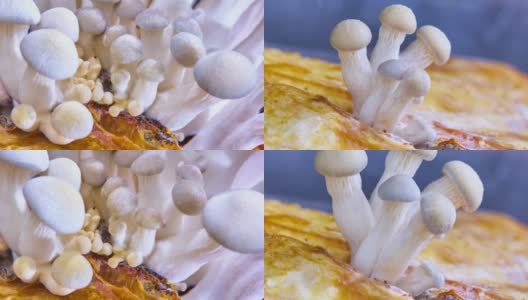 平菇，随时间流逝而生长的平菇高清在线视频素材下载
