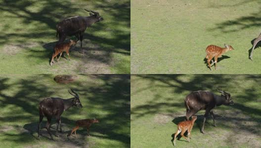 动物世界，小狍在保护区的绿草上追着山羊跑高清在线视频素材下载