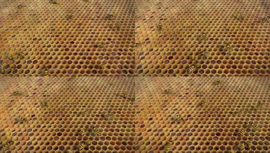 黄蜂在蜂巢里盘旋，循环动画高清在线视频素材下载