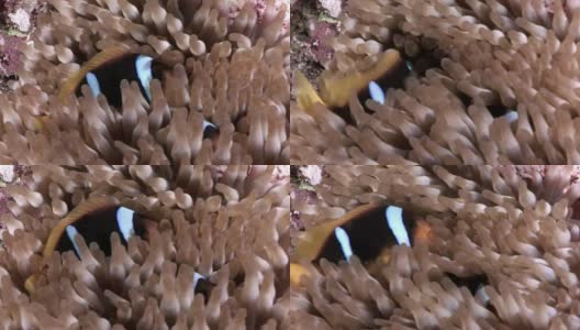 红海水下海葵中的小丑鱼。高清在线视频素材下载