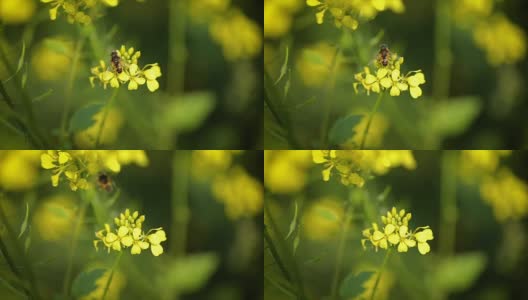 蜜蜂从芥菜花蜜中采集花蜜的慢动作。高清在线视频素材下载