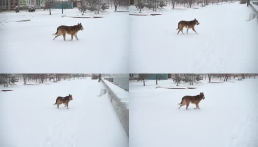 狗在白雪覆盖的街道上。缓慢的运动。高清在线视频素材下载